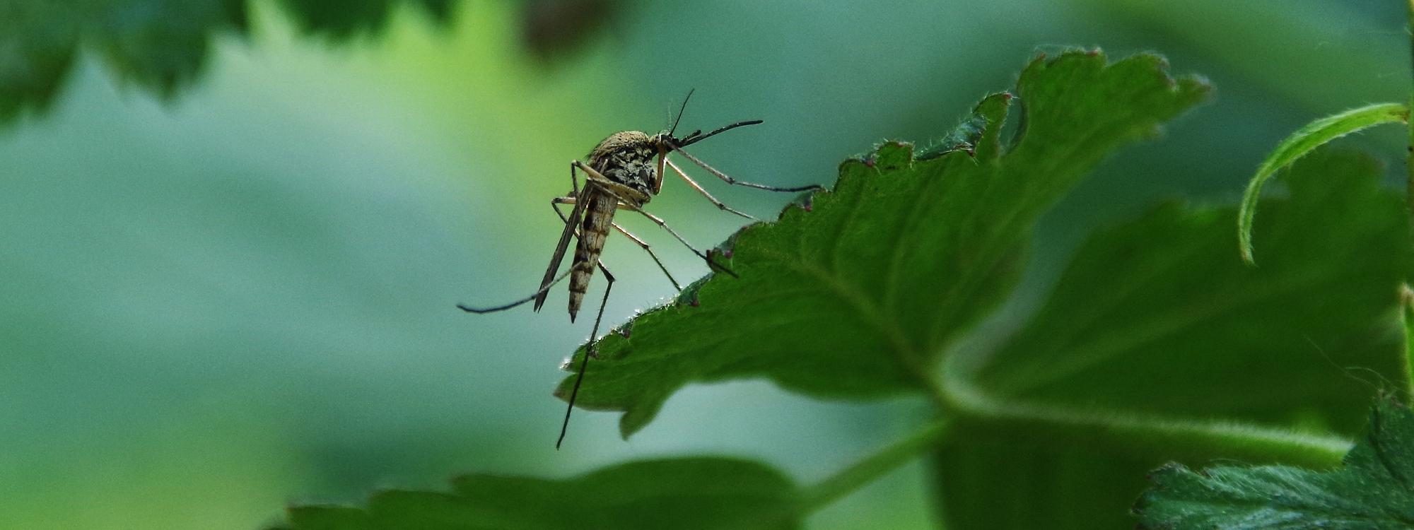Slip for myggestik ved hjælp af en insektfælde