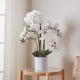 Dekorative planter og blomster