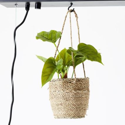 Brilliant - Lysekrone på kabel BANKWOOD 5xE27/28W/230V poppel