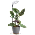 Dæmpbar LED-bordlampe til dyrkning af planter VERDI LED/5W/5V 1300K CRI 95 hvid