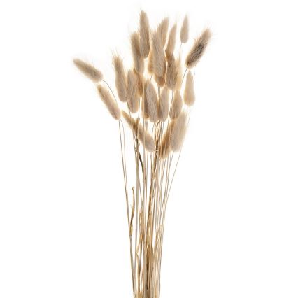 Eglo - Tørret blomst 60 cm beige