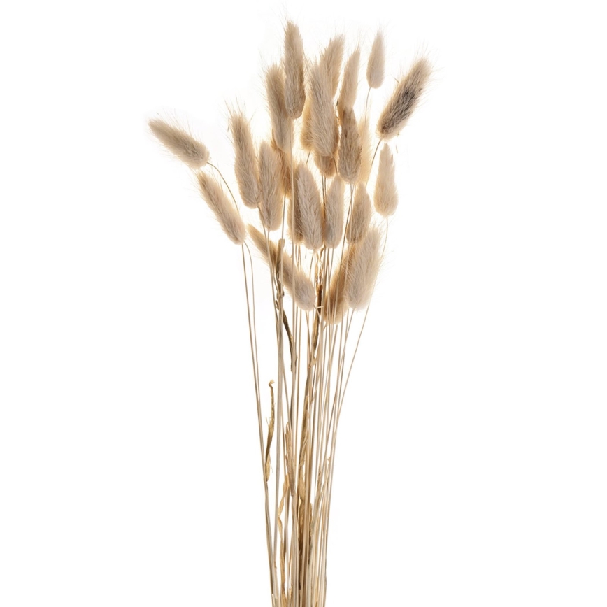Eglo - Tørret blomst 60 cm beige