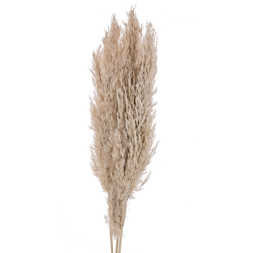 Eglo - Tørret blomst 85 cm beige
