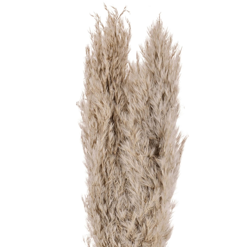 Eglo - Tørret blomst 55 cm beige