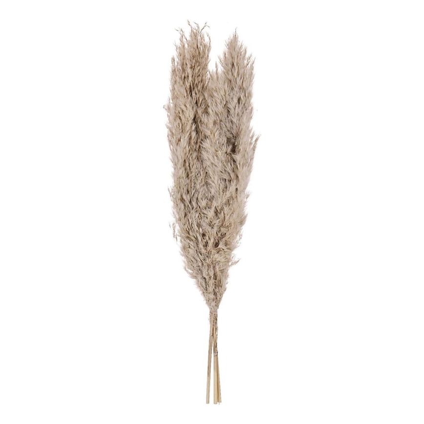 Eglo - Tørret blomst 55 cm beige