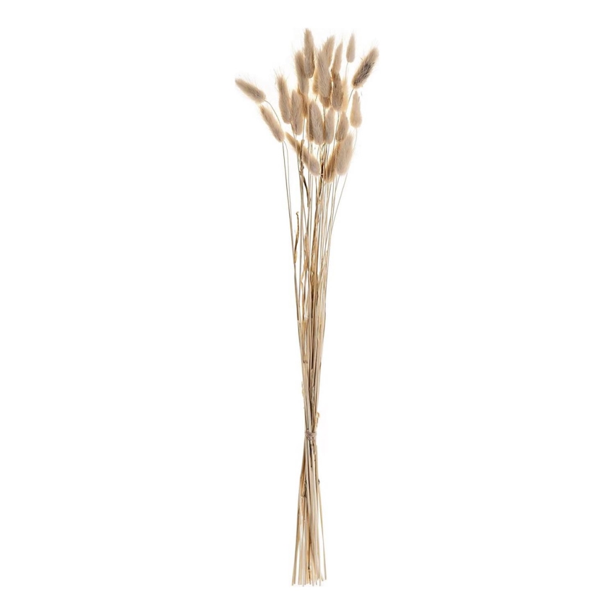 Eglo - Tørret blomst 60 cm beige