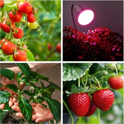 Fleksibel bordlampe med klemme til plantevækst PLANTY 1xE27/30W/230V hvid