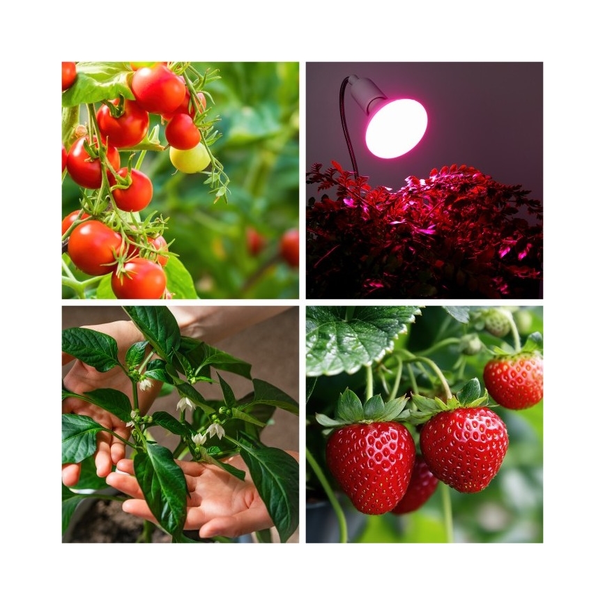 Fleksibel bordlampe med klemme til plantevækst PLANTY 1xE27/30W/230V hvid