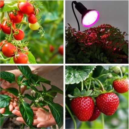 Fleksibel bordlampe med klemme til plantevækst PLANTY 1xE27/30W/230V sort