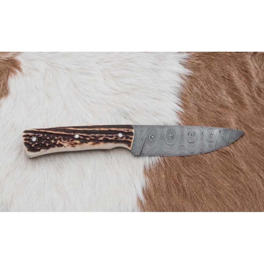 Jagtkniv Damaskus 11 cm hjortegevir