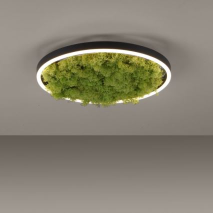 JUST LIGHT. 15391-66 - LED loftlampe dæmpbar GRØN RITU LED/20W/230V