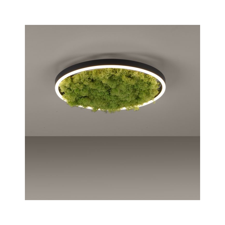 JUST LIGHT. 15391-66 - LED loftlampe dæmpbar GRØN RITU LED/20W/230V