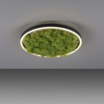 JUST LIGHT. 15391-66 - LED loftlampe dæmpbar GRØN RITU LED/20W/230V