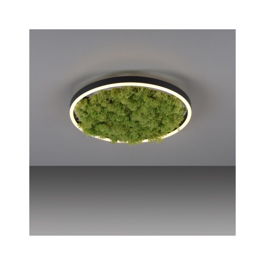 JUST LIGHT. 15391-66 - LED loftlampe dæmpbar GRØN RITU LED/20W/230V