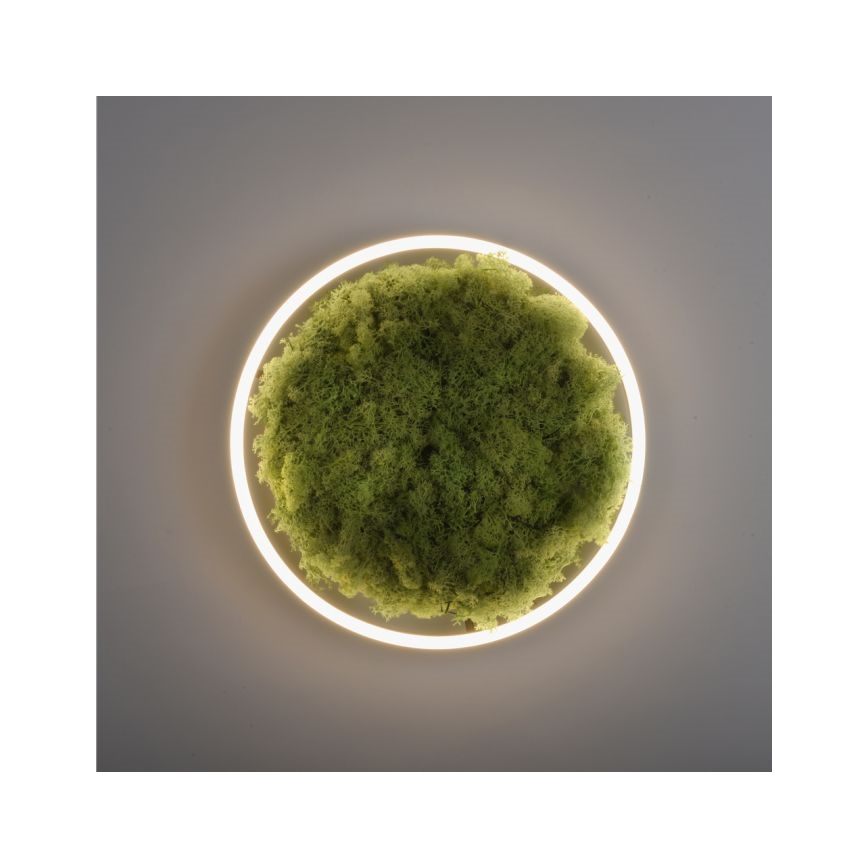 JUST LIGHT. 15391-66 - LED loftlampe dæmpbar GRØN RITU LED/20W/230V