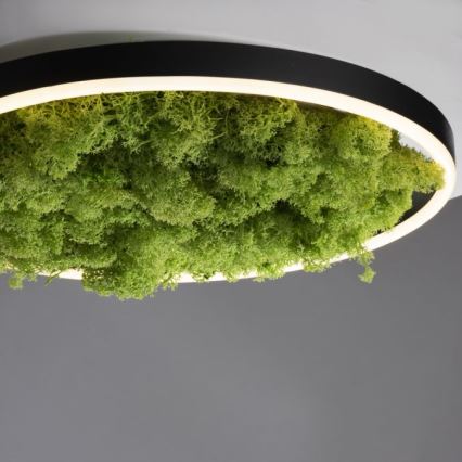 JUST LIGHT. 15391-66 - LED loftlampe dæmpbar GRØN RITU LED/20W/230V