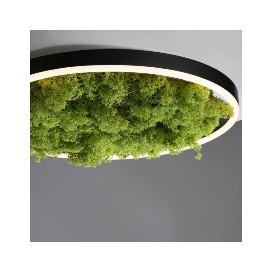 JUST LIGHT. 15391-66 - LED loftlampe dæmpbar GRØN RITU LED/20W/230V