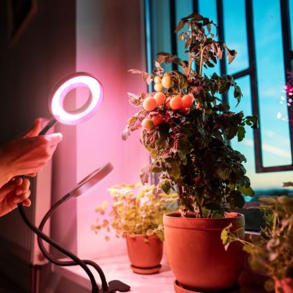 LED bordlampe med klemme til plantevækst dæmpbar og fleksibel VITARO 2xLED/4W/230V sort