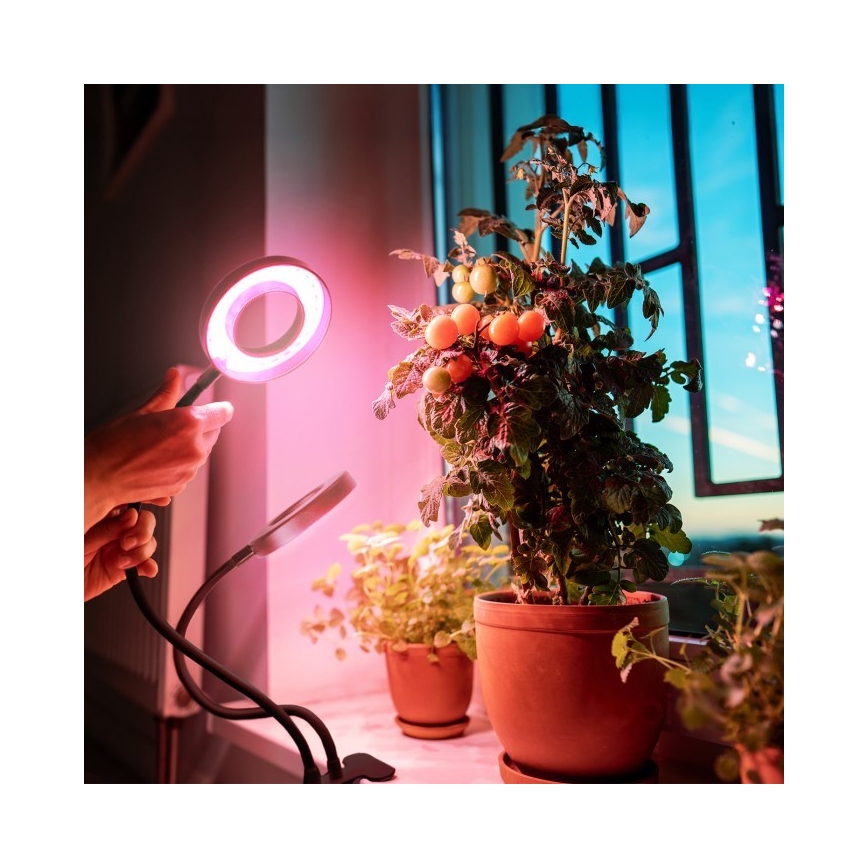 LED bordlampe med klemme til plantevækst dæmpbar og fleksibel VITARO 2xLED/4W/230V sort