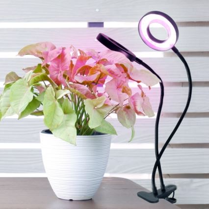 LED bordlampe med klemme til plantevækst dæmpbar og fleksibel VITARO 2xLED/4W/230V sort