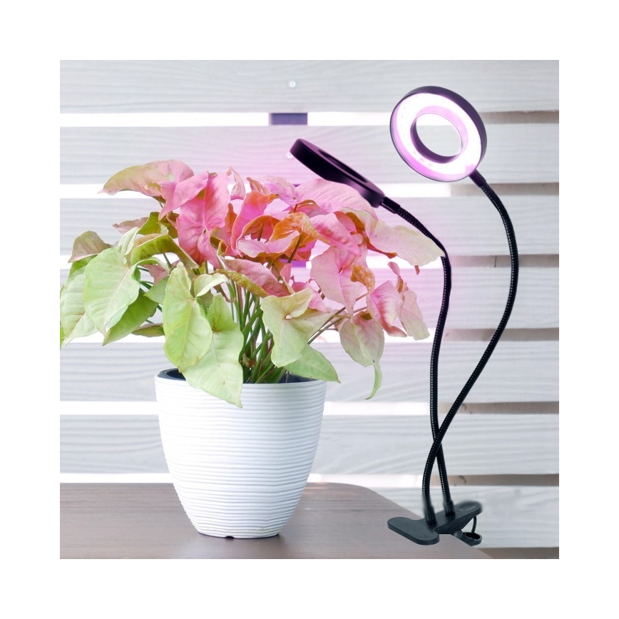 LED bordlampe med klemme til plantevækst dæmpbar og fleksibel VITARO 2xLED/4W/230V sort