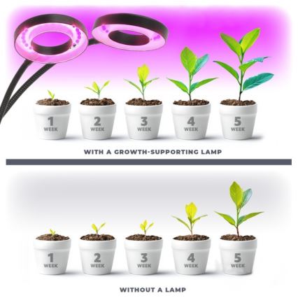 LED bordlampe med klemme til plantevækst dæmpbar og fleksibel VITARO 2xLED/4W/230V sort