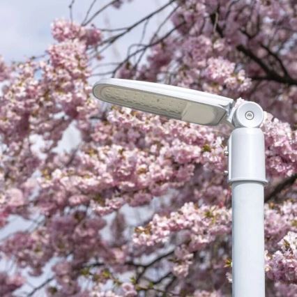 LED gadelampe SOLIS LED/50W/230V 4000K IP65