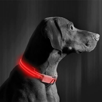 LED hundehalsbånd 40-48 cm genopladelig 1xCR2032/5V/40 mAh rød