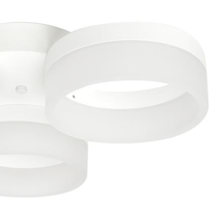 LED loftsbelysning RING 3xLED/12W/230V hvid