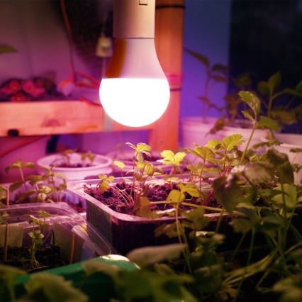 LED lyspære til plantevækst PLANTY E27/11W/230V 1200K hvid