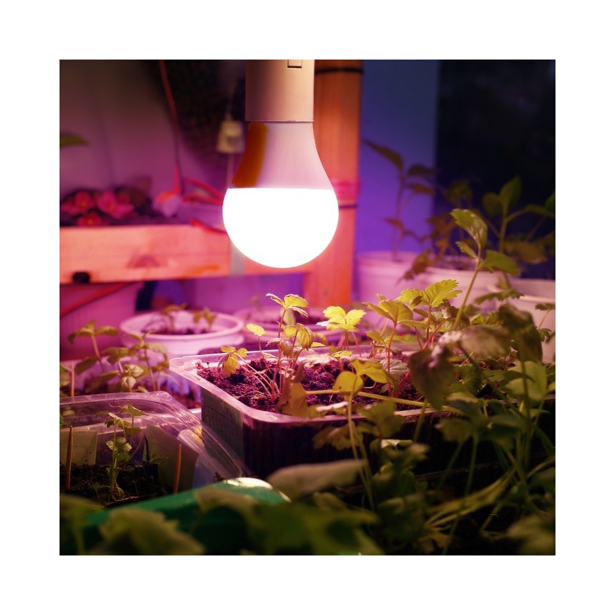 LED lyspære til plantevækst PLANTY E27/11W/230V 1200K hvid
