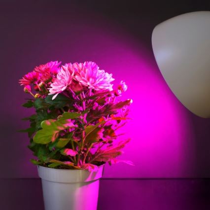 LED lyspære til plantevækst PLANTY E27/11W/230V 1200K hvid