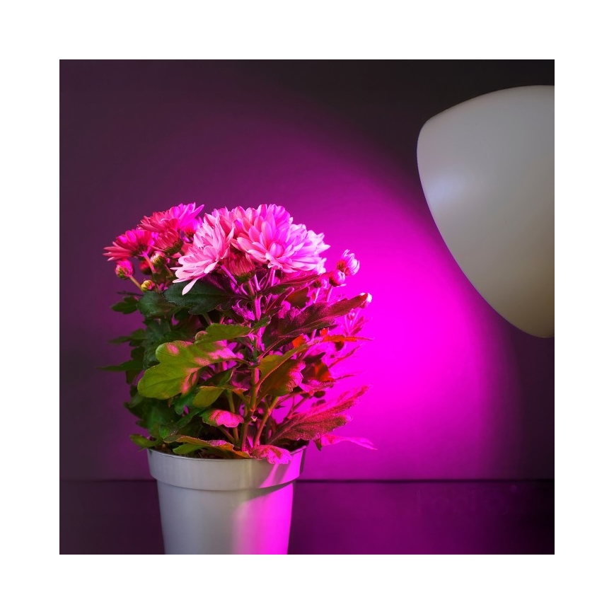 LED lyspære til plantevækst PLANTY E27/11W/230V 1200K hvid