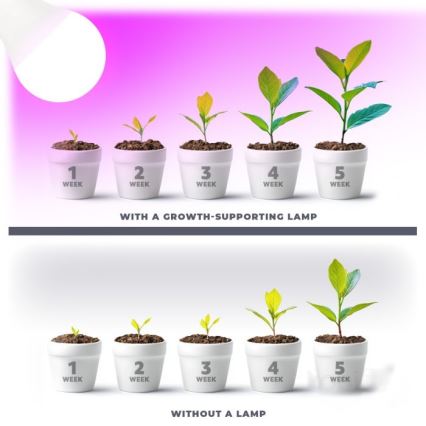 LED lyspære til plantevækst PLANTY E27/11W/230V 1200K hvid