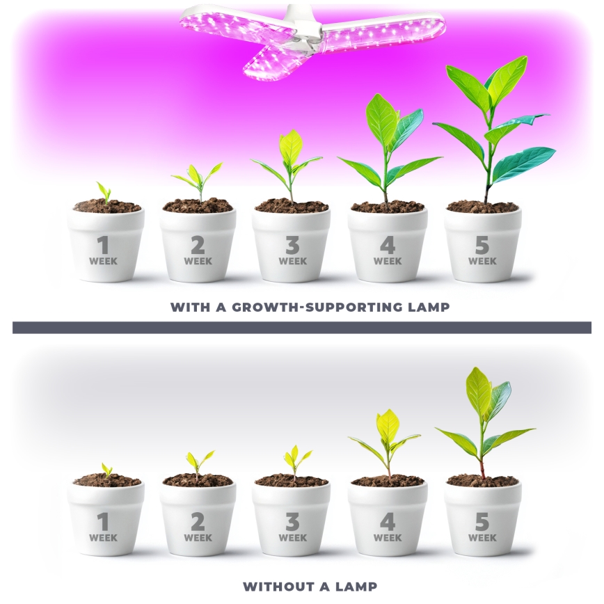 LED Lyspære til plantevækst PLANTY E27/24W/230V 1200K