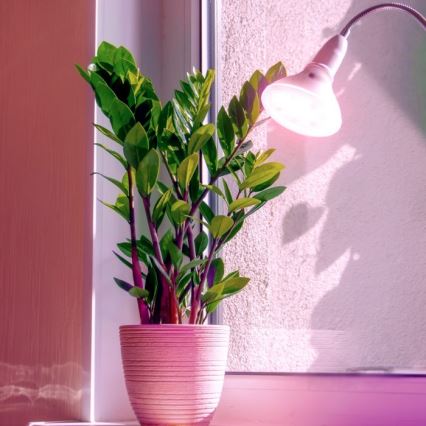 LED lyspære til plantevækst PLANTY E27/7W/230V 1200K hvid