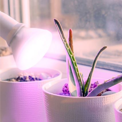 LED lyspære til plantevækst PLANTY E27/7W/230V 1200K hvid