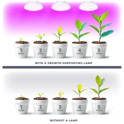 LED lyspære til plantevækst PLANTY E27/7W/230V 1200K hvid