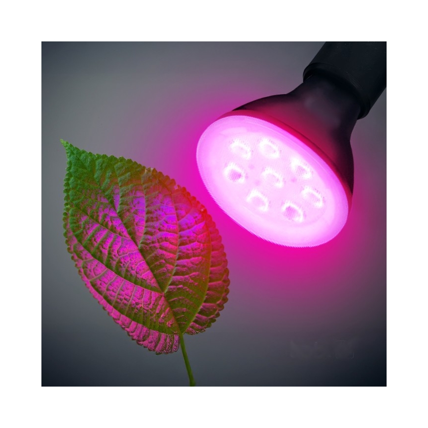 LED lyspære til plantevækst PLANTY E27/7W/230V 1200K sort