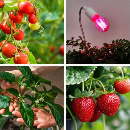 LED Lyspære til plantevækst PLANTY E27/8W/230V 1200K