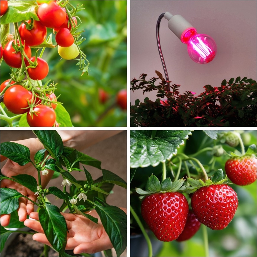 LED Lyspære til plantevækst PLANTY E27/8W/230V 1200K