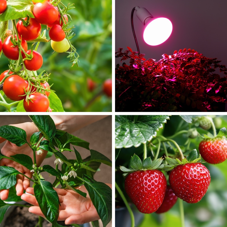 LED Lyspære til plantevækst PLANTY E27/9W/230V 1200K hvid