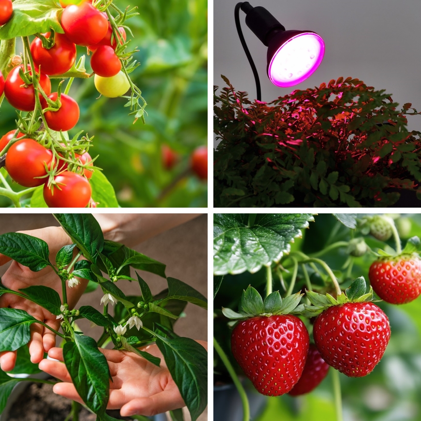 LED Lyspære til plantevækst VITABLOOM E27/9W/230V 1200K sort - Brilagi