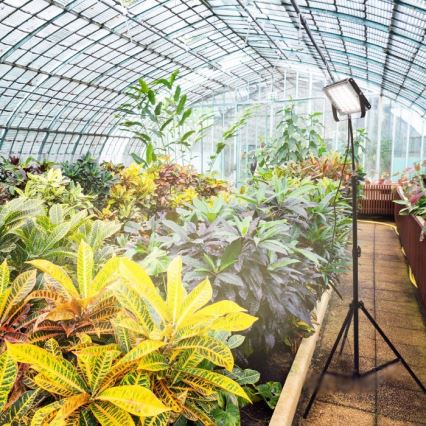 LED projektør med stativ til plantevækst FIRON LED/45W/230V IP54 sort