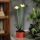 LED solcellelampe LED/1,2V 200 mAh IP44 blomst