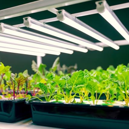 LED underskabslampe til plantevækst GROWLY LED/9W/230V hvid