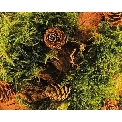 Li-Go 23654 - LED-dæmpbar borddekoration LED/12W/230V 20x22 cm valnød/mosdekoration