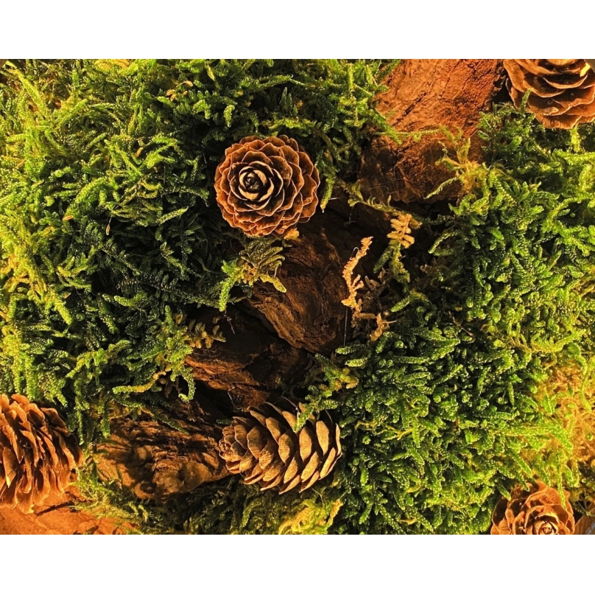 Li-Go 23654 - LED dæmpbar bordsdekoration LED/12W/230V 20x22 cm valnød/mosdekoration