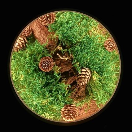 Li-Go 23654 - LED dæmpbar bordsdekoration LED/12W/230V 20x22 cm valnød/mosdekoration