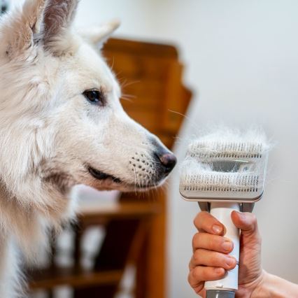 TESLA Electronics PetCare - Plejesæt til kæledyr 300W/230V